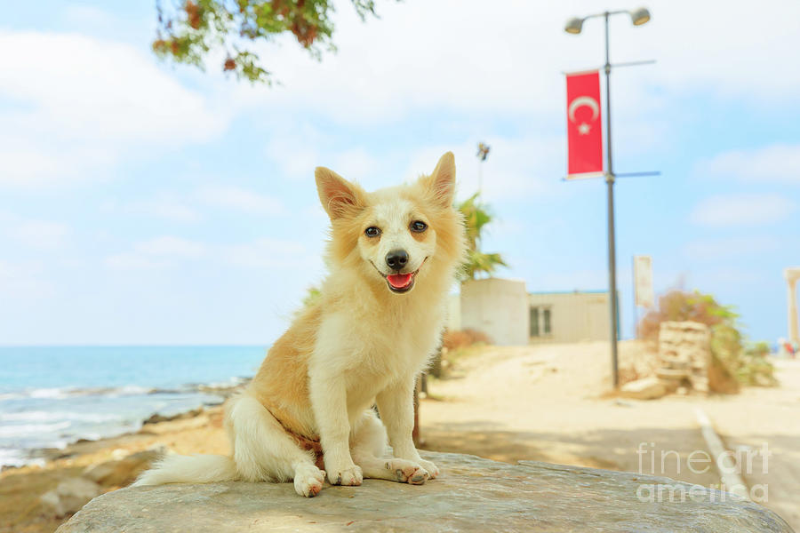 dog with turkish flag at Side archaeological Digital Art by Benny Marty