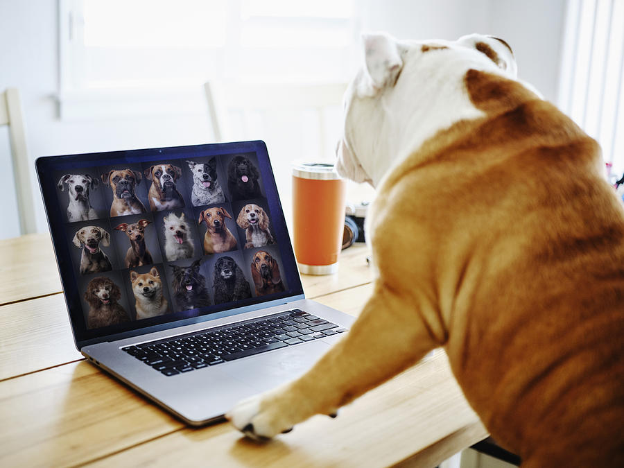 Dog Working at Home on a Web Chat Meeting Photograph by RichLegg