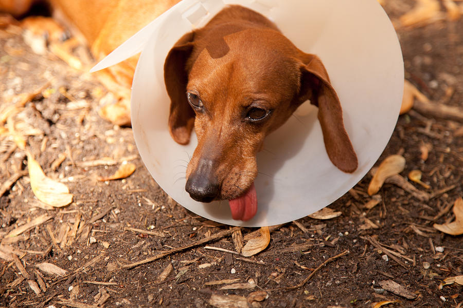 Dog wth surgery cone Photograph by Teresa Lett