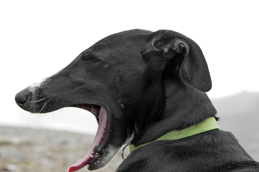 Dog yawning Photograph by Fernando Trabanco Fotografía