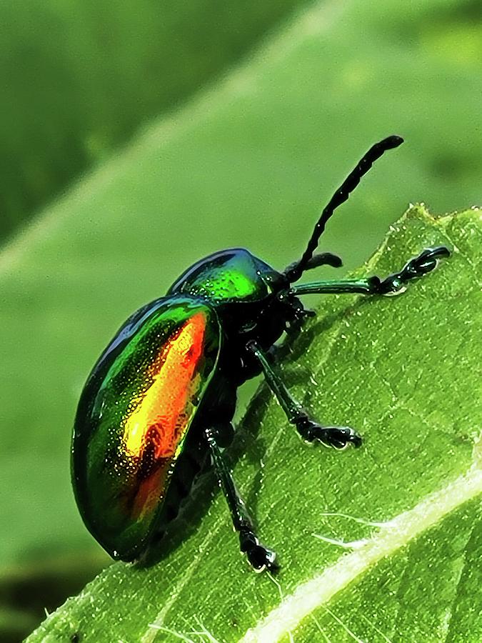 Dogbane Beetle  Photograph by Ally White