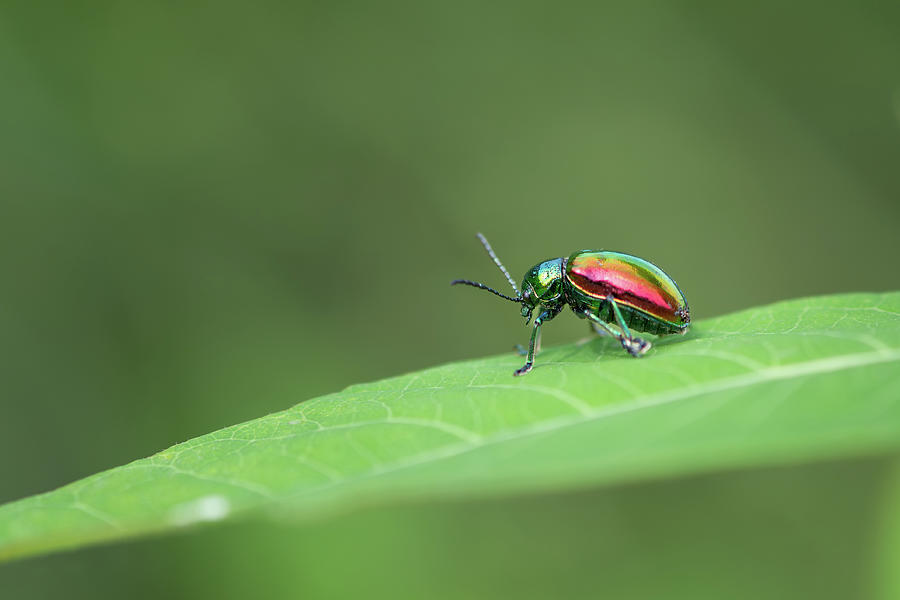 Dogbane Beetle Photograph by Todd Henson