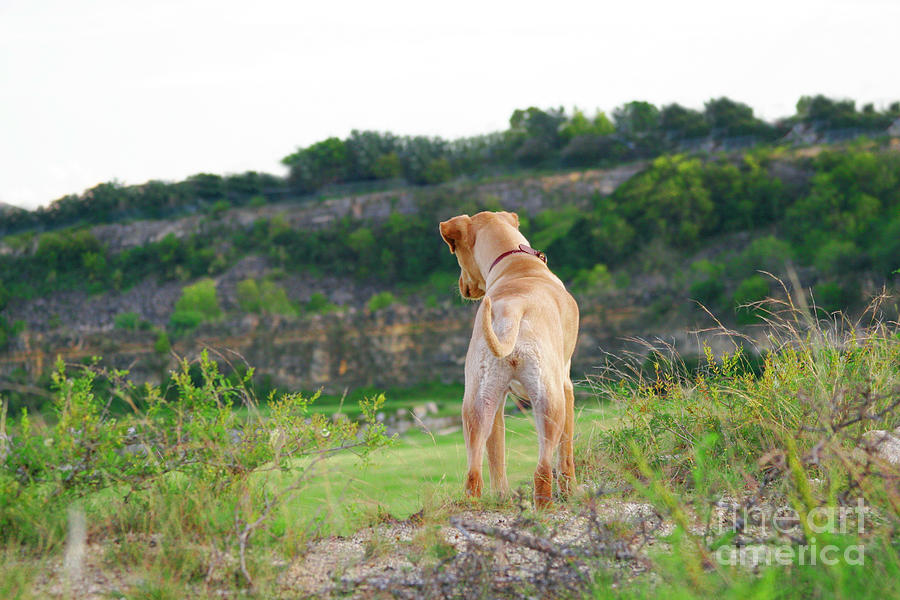 Doggie Adventure Photograph by Renee Spade Photography