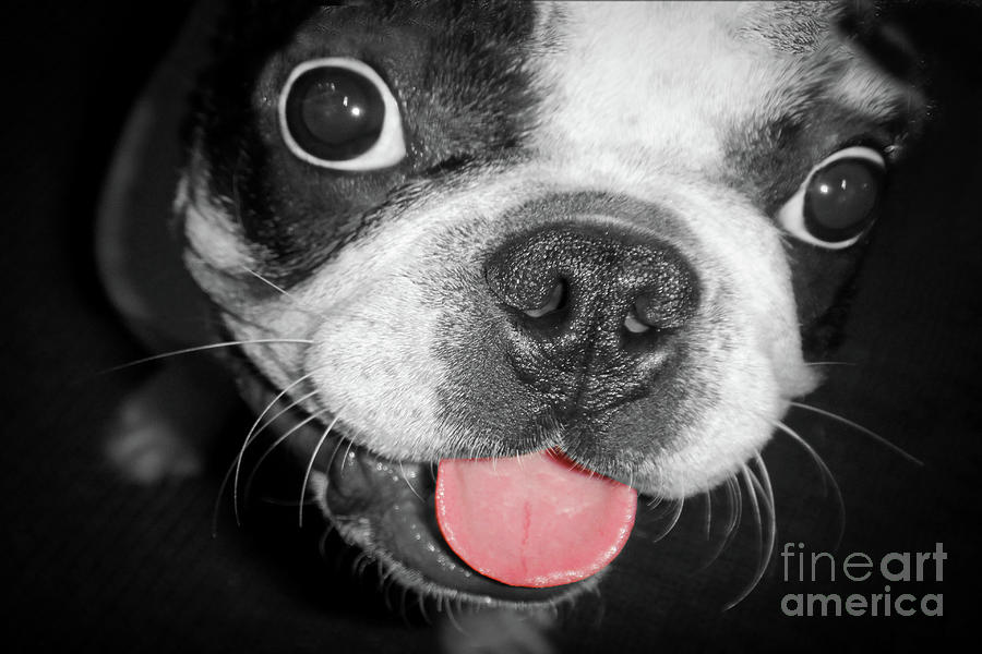Doggy Breath Photograph by John Hartung   ArtThatSmiles com