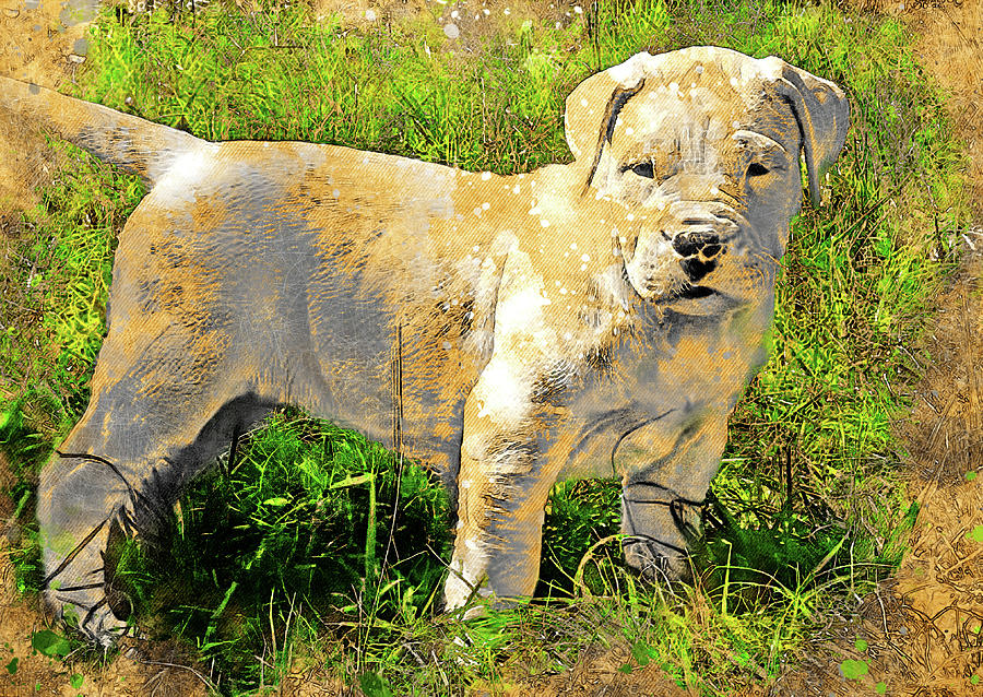 Dogo Argentino puppy in the grass - digital painting with vintage look Digital Art by Nicko Prints