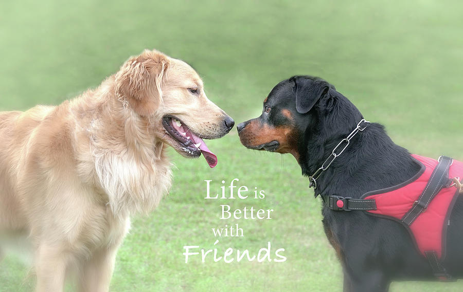 Dogs and quote - Life is better with friends Photograph by Sinsee Ho