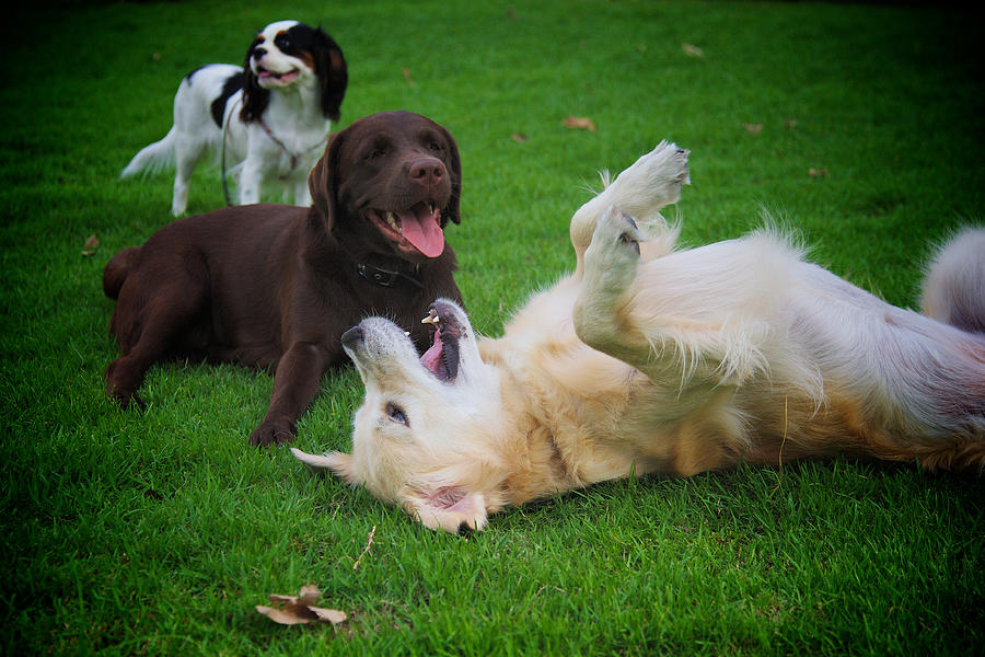 Dogs at play Photograph by Kateryna Negoda