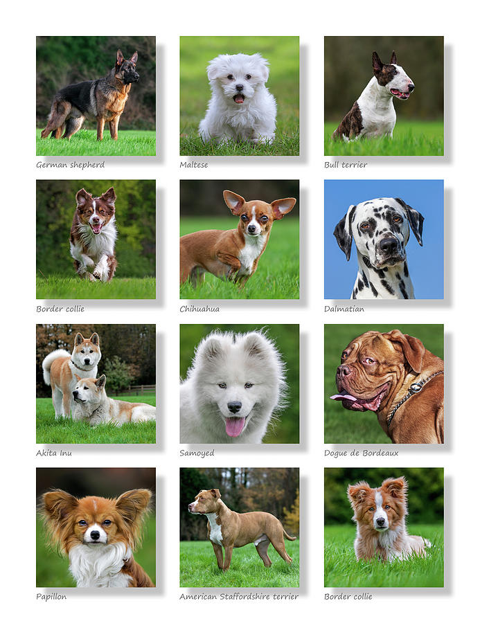 Dogs Collection Photograph by Arterra Picture Library