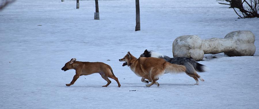 Dogs Dashing Through The Snow Photograph