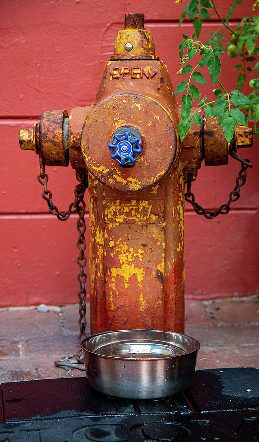 Dogs Fire Hydrant Photograph by Dart Humeston