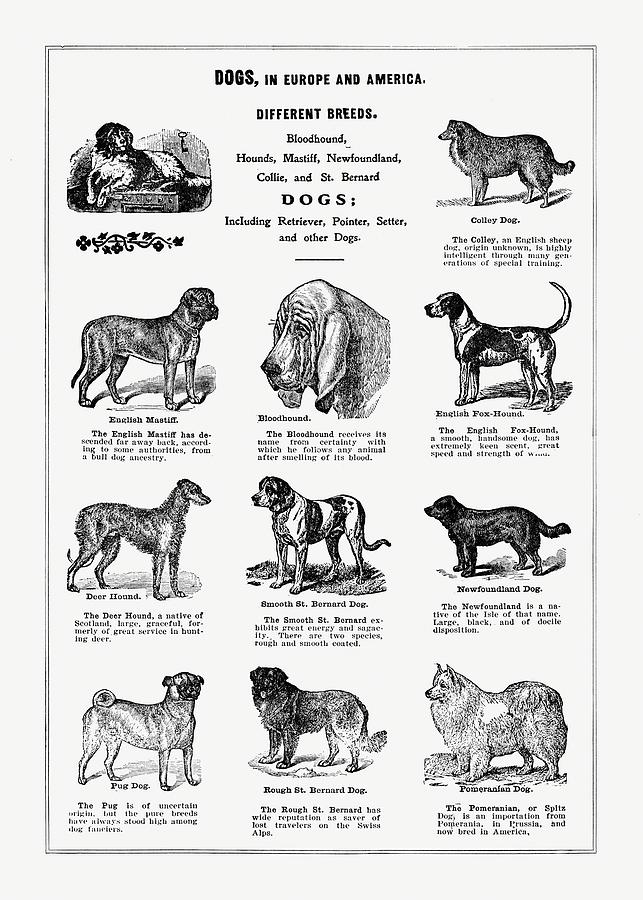 Dogs In Europe And America - Vintage Farm Illustration - The Open Door 