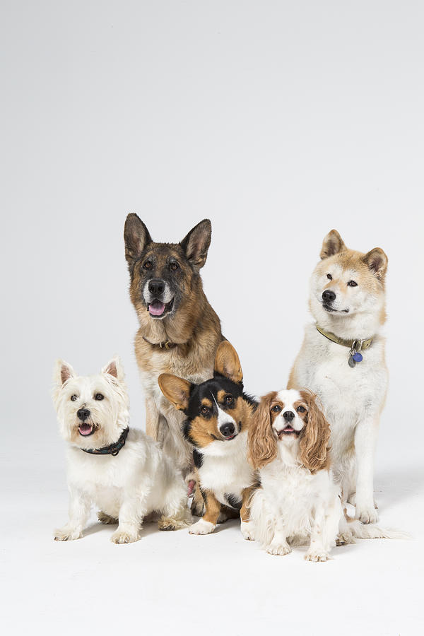 Dogs in Studio Behaving Well Photograph by Catherine Ledner