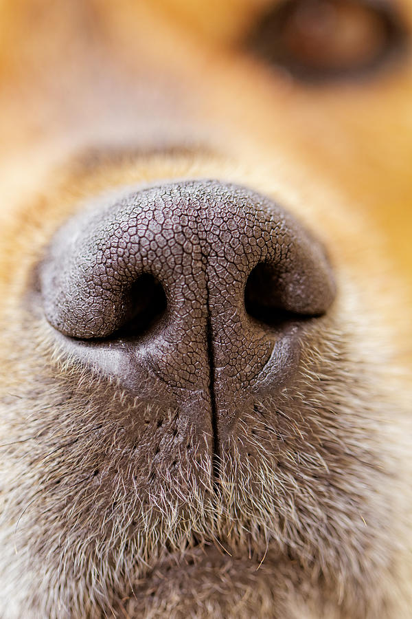Dogs Nose Photograph by NagyDodo