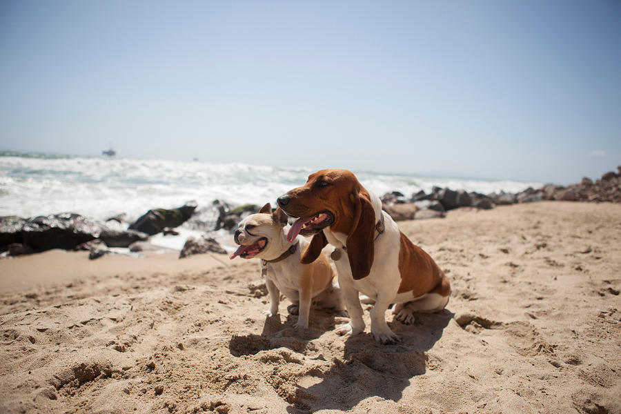 Dogs panting together on beach Photograph by Image Source/Raphye Alexius