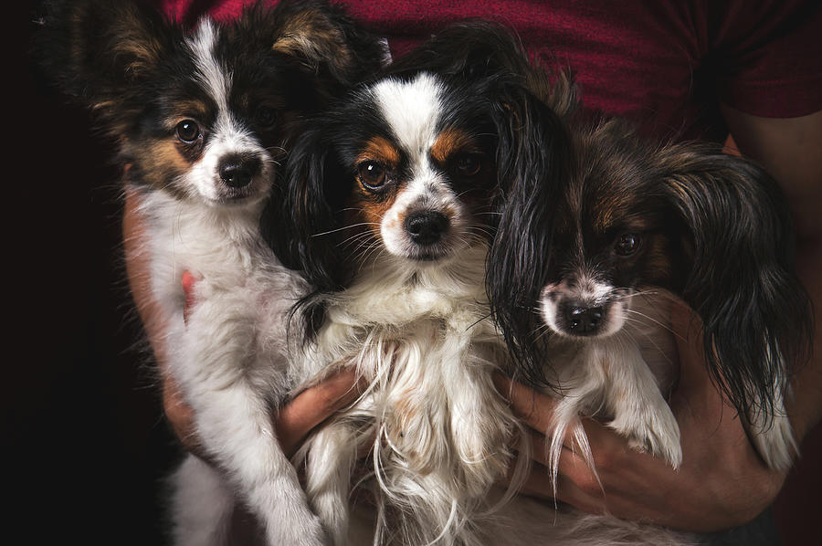Dogs papillion in hand Photograph by Iuliia Malivanchuk