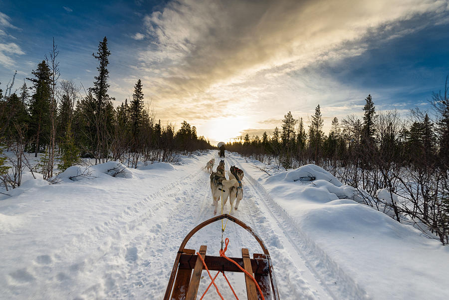 Dogs pulling sled in snow Photograph by Ido Meirovich