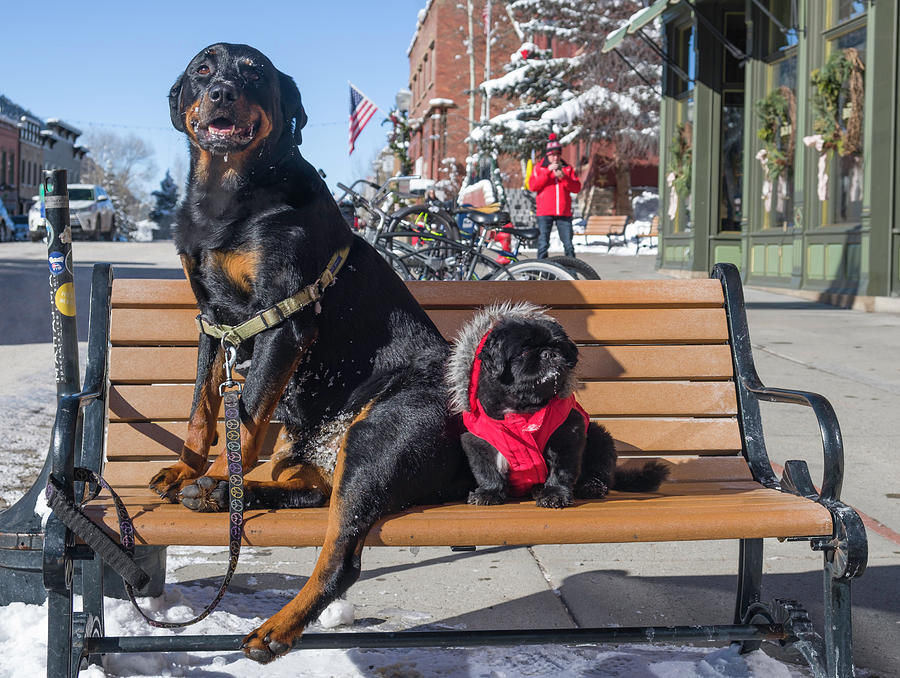 dogs sitting on a bench Telluride Photograph by David L Moore