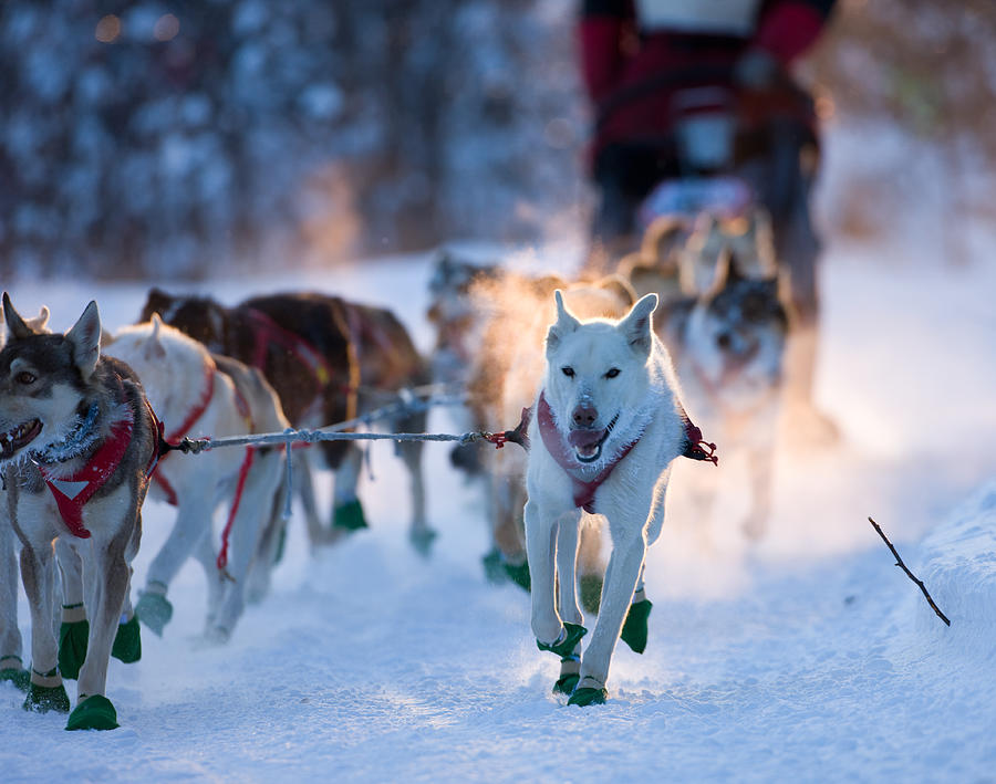 Dogsled team nearing checkpoint. Photograph by Jimkruger