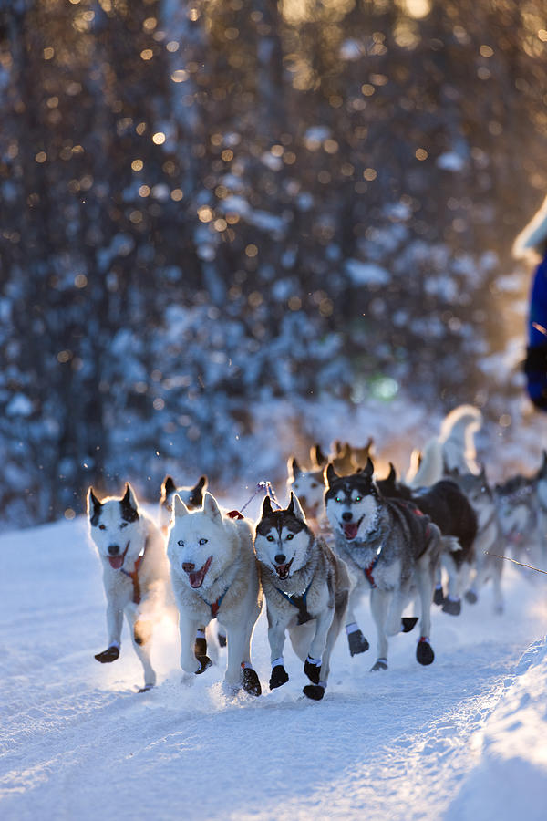 Dogsled team rounding corner. Photograph by Jimkruger