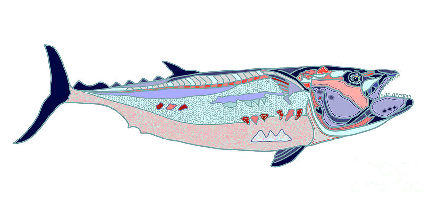 Dogtooth Tuna Fish Digital Art