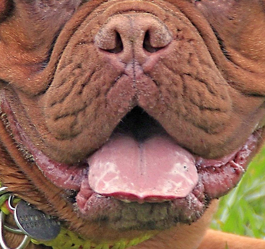 Dogue de Bordeaux Mask Painting by Nadi Spencer