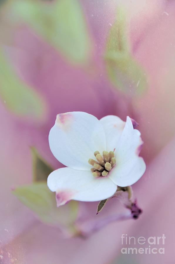 Dogwood 10 #easter Photograph by Andrea Anderegg
