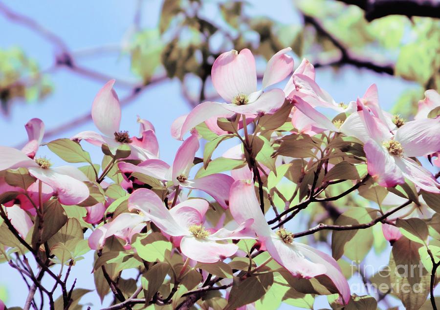 Dogwood 11 #easter Photograph by Andrea Anderegg