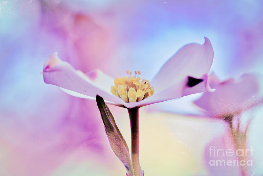 Dogwood 12 #easter #colorful Photograph by Andrea Anderegg