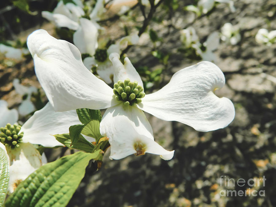 Dogwood 17 #easter  Photograph by Andrea Anderegg