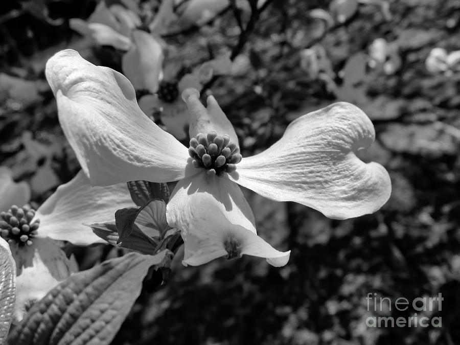 Dogwood 18 #easter Photograph by Andrea Anderegg