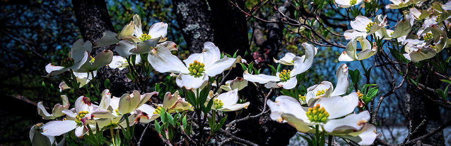 Dogwood 2022 Photograph by Greg Reed