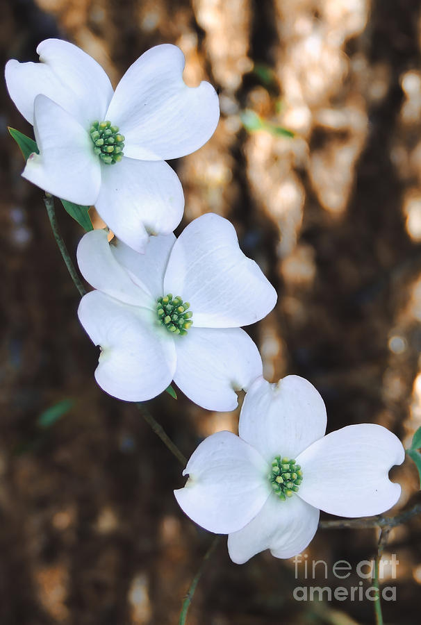 Dogwood 7 #easter Photograph by Andrea Anderegg