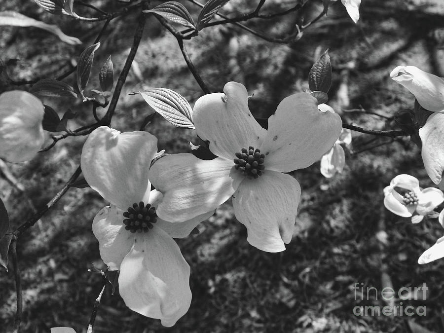 Dogwood 8 #easter Photograph by Andrea Anderegg