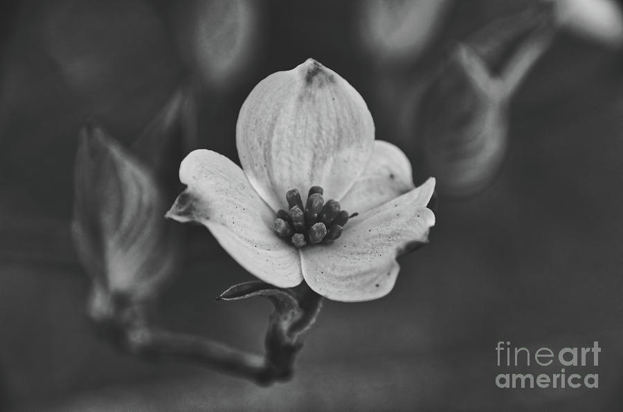 Dogwood 9 #easter #moody Photograph by Andrea Anderegg