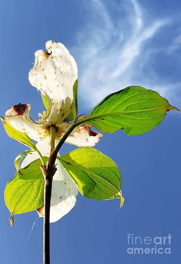 Dogwood and Blue Sky Photograph by Dave Hall - Fine Art America