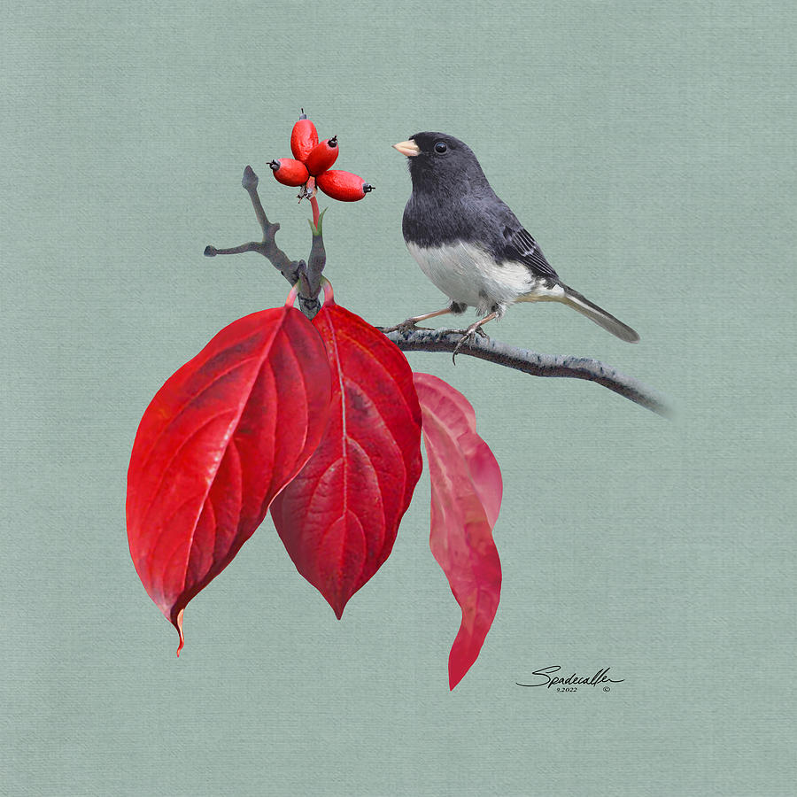 Dogwood and Junco in Autumn Digital Art by Spadecaller