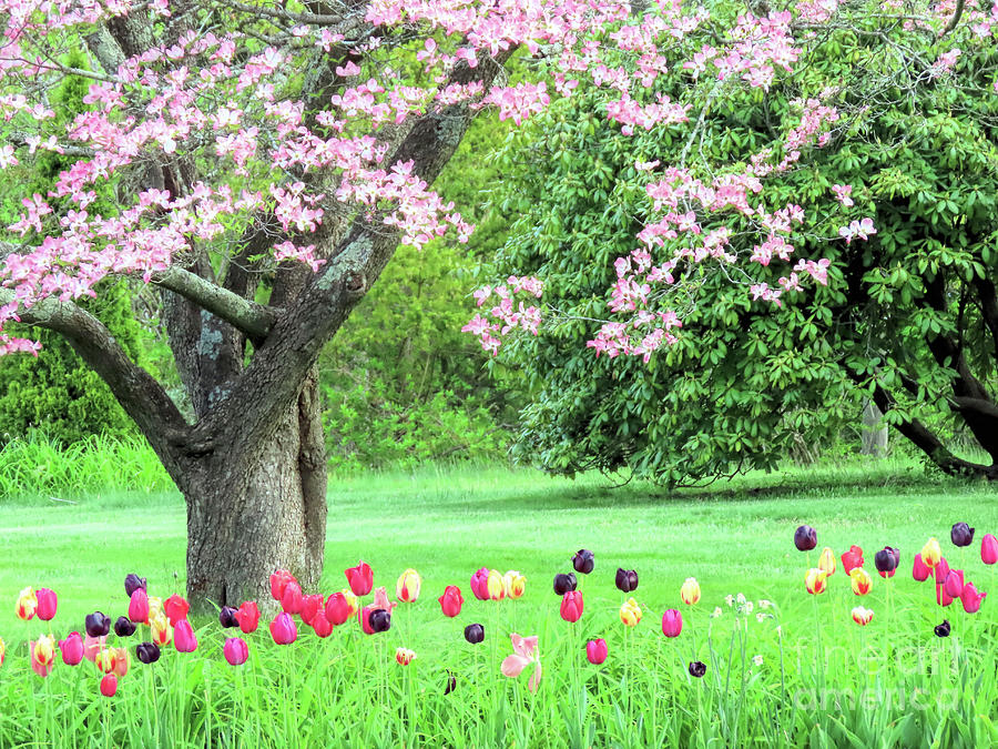Dogwood and Tulips Photograph by Janice Drew