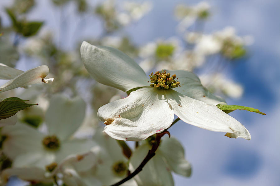 Dogwood Bloom Photograph by David Beard - Fine Art America