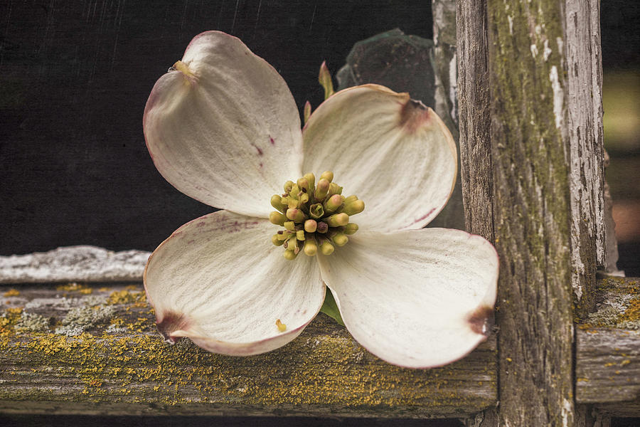 Dogwood Bloom In An Old Barn Window Photograph