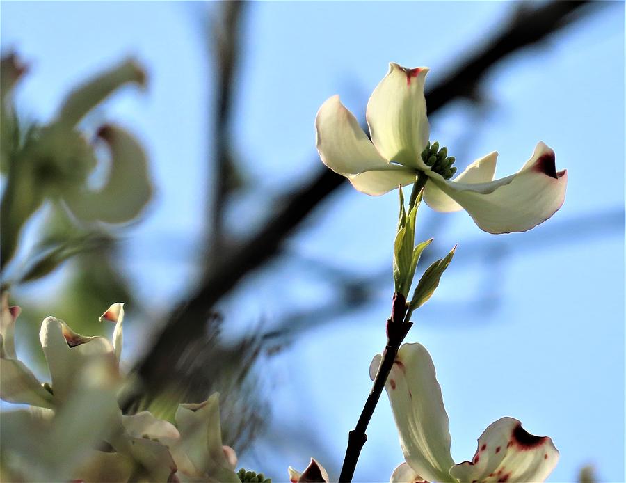 Dogwood Bloom Reaching for the Heavens Photograph by Linda Stern