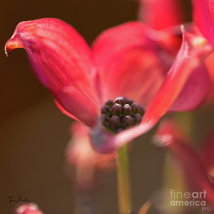 Dogwood bloom Photograph by Tami Boelter