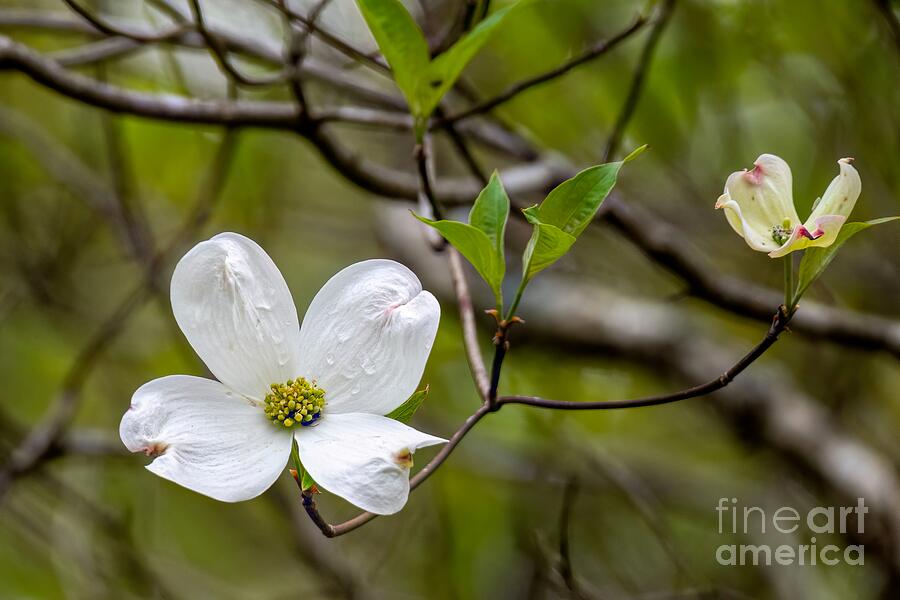 Nature Photograph - Dogwood Blooming by Jennifer Jenson