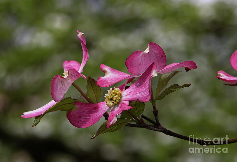 Dogwood Blooms Photograph by Douglas Stucky