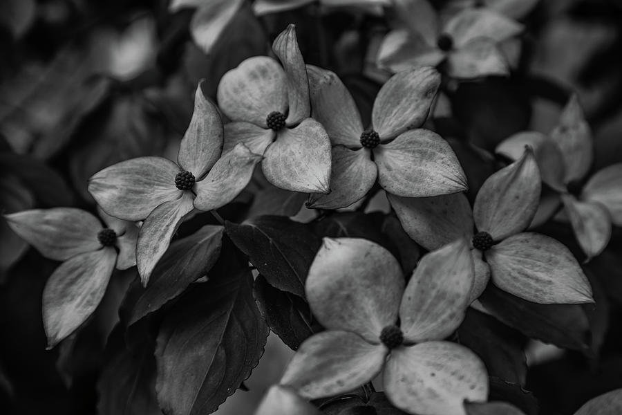 Dogwood Blooms in Black and White Photograph by Steve Gravano