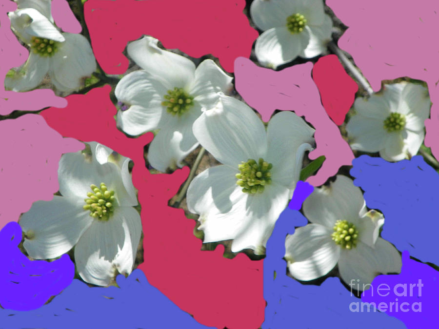 Dogwood Blooms Photograph by Shirley Moravec
