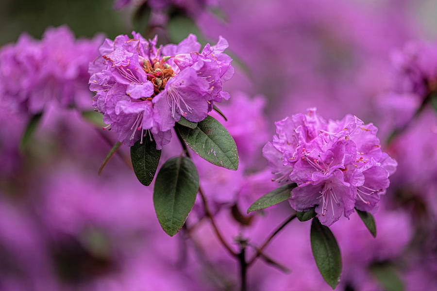 Flower Photograph - Azalea Blossom Duet  by Angelo Marcialis