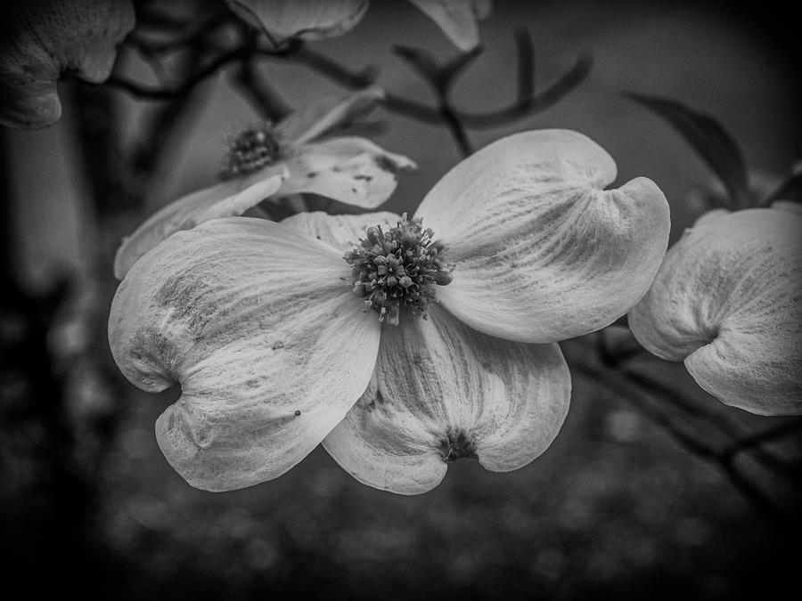 Dogwood Blossom in Black and White Photograph by James C Richardson