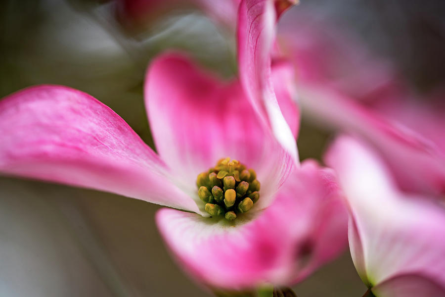 Dogwood Blossom in Pink Photograph by Ada Weyland