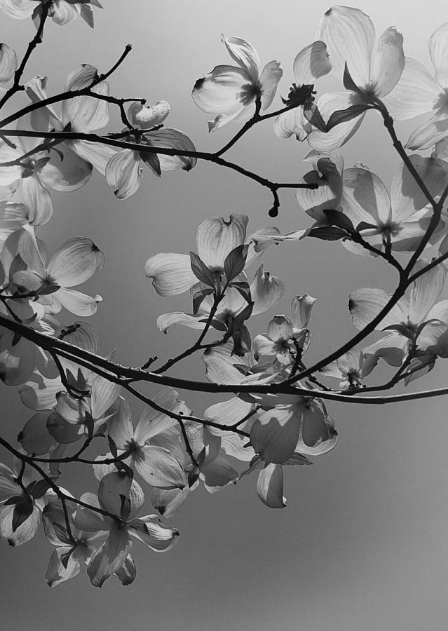Dogwood blossom in springtime Photograph by Carolyn Funk / FOAP
