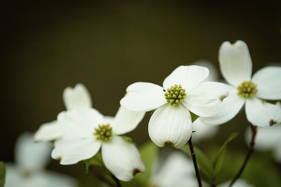 Dogwood Blossom Macro Photograph by Joni Eskridge